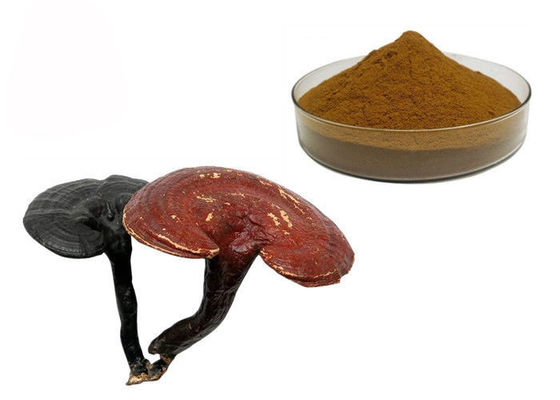 چین 50٪ پودر عصاره قارچ Ganoderma Lucidum Reishi تامین کننده