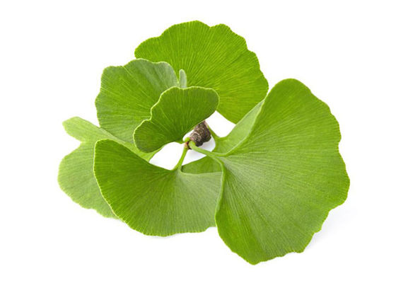 داشتن پودر فله ای جینکو بیلوبا فشار خون تامین کننده