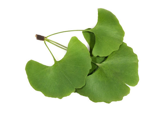 عصاره استاندارد Ginkgo Biloba چربی خون 24/6 را تنظیم کنید تامین کننده