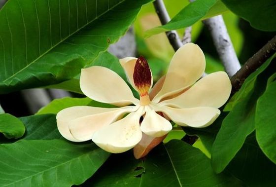 عصاره پوست HPM Magnolol / Honokiol Magnolia Officinalis تامین کننده