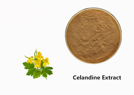 پودر عصاره گیاه Celandine تامین کننده
