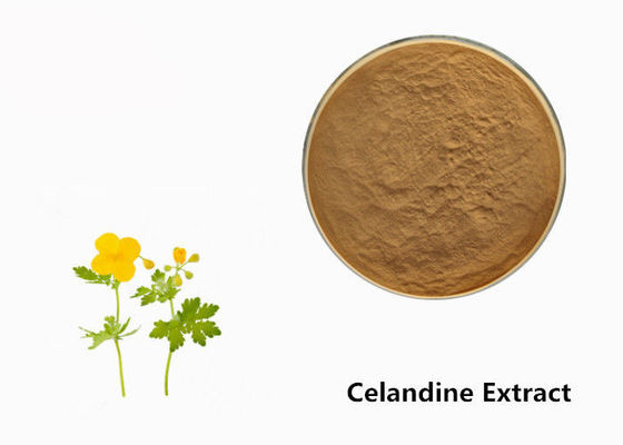 پودر عصاره گیاه Celandine تامین کننده